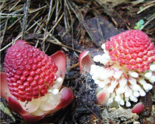 PAKEJ 2: EKSPLORASI  EKOLOGI HUTAN (3 JAM) <br><a class="btn btn-info btn-sm" href="#link-popup-ppbf2" role="button">Lihat Harga</a>