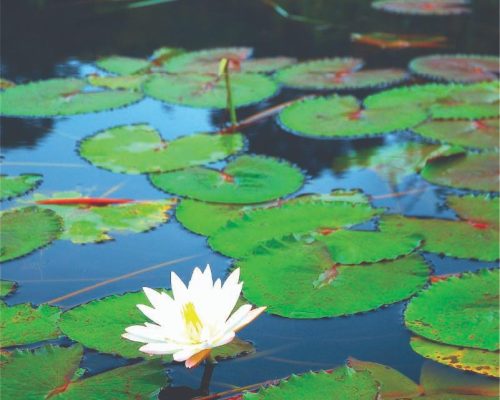 PAKEJ 5: EKSPLORASI HUTAN & TASIK CHINI (2H1M)  <br><a class="btn btn-info btn-sm" href="#link-popup-pptc5" role="button">Lihat Harga</a>