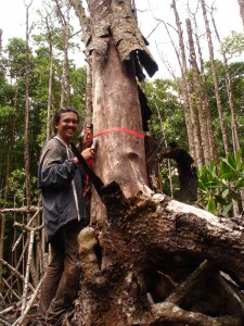 AAA in the mangrove canopy gap of Daintree, Australia