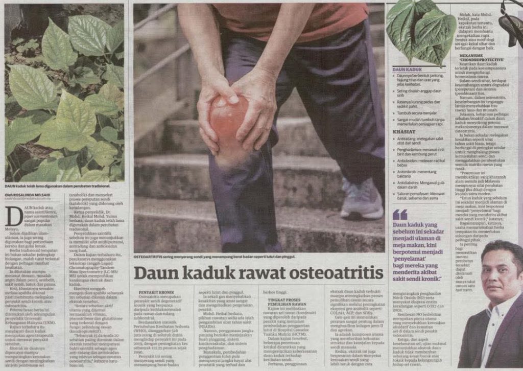 Utusan Malaysia, 7 April 2026  Daun Kaduk Rawat Osteoatritis - Prof Madya Dr Mohd Heikal Mohd Yunus