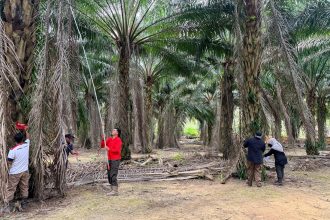 Memperkasa Data Karbon: Penilaian Stok Karbon di Ladang Stesen Penyelidikan MPOB, Kluang, Johor