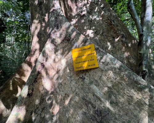 Kajian Lapangan dan Penelitian Ekosistem Hutan Negeri Kedah