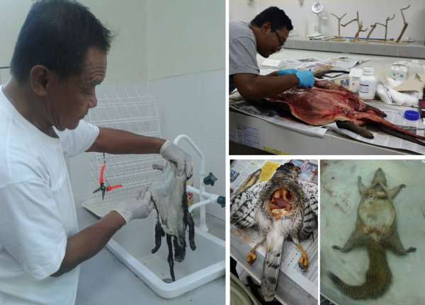 latihan_taksidermi_ppl