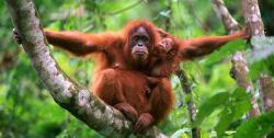 orang utan