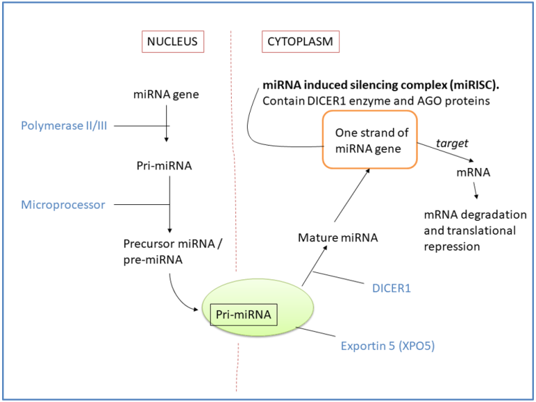 Prediction Tools And Databases Of miRNA Targets In Research | UKM ...