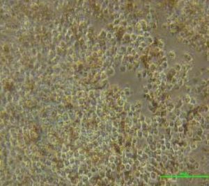 14 days after stimulation (20X)